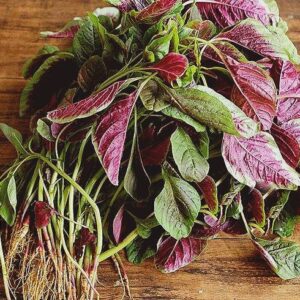 14 Cây giống Rau dền