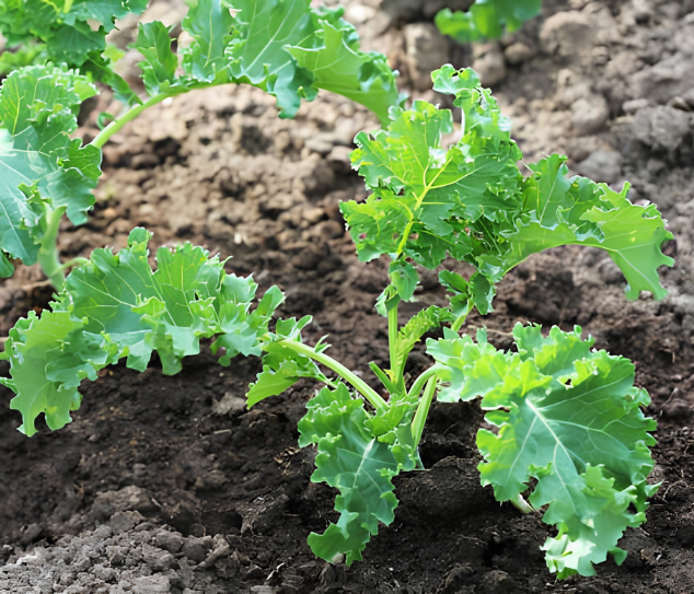 Cây giống cải Kale xanh tại Green Seedling