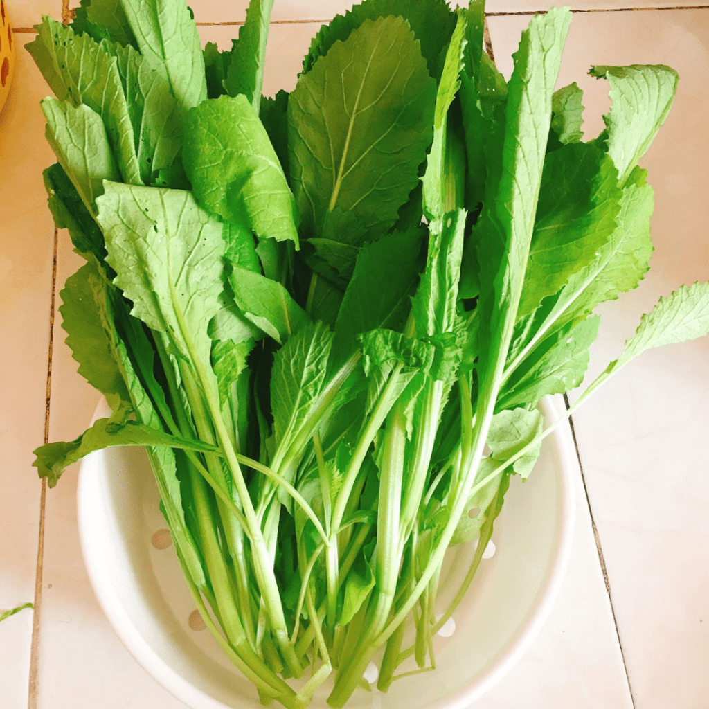 Cây giống cải bẹ xanh sạch tươi tốt trồng trong chậu tại nhà