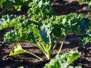 Cây cải kale xanh tại Green Seedling tươi tốt dễ trồng tại nhà