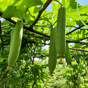 10 Cây giống Mướp