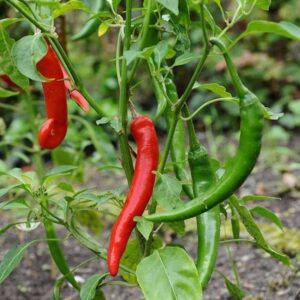 10 Cây giống Ớt Chỉ Thiên