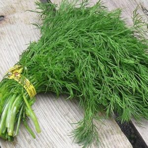 5 Cây giống Thì Là