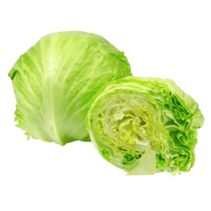 Cây giống xà lách cuộn