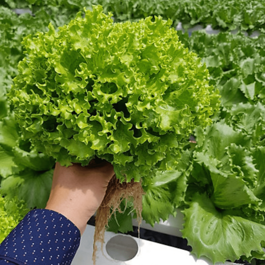 cây giống xà lách xoăn